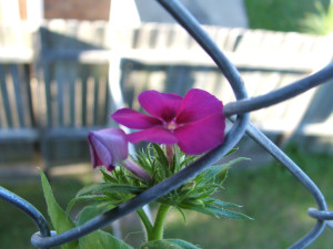flower in fence